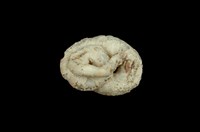 藏品(大蛇螺)的圖片